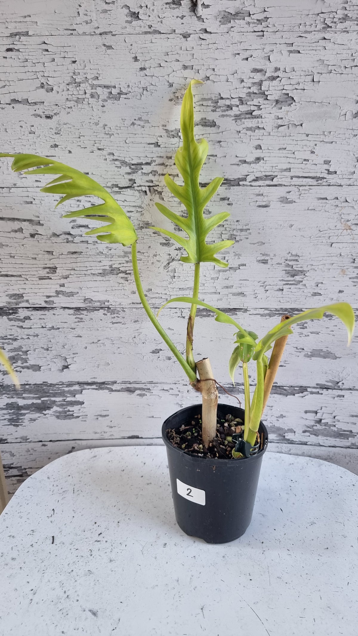 喜林芋