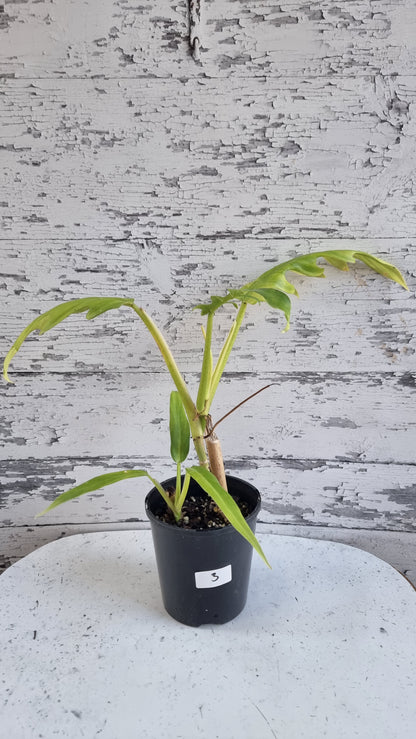喜林芋