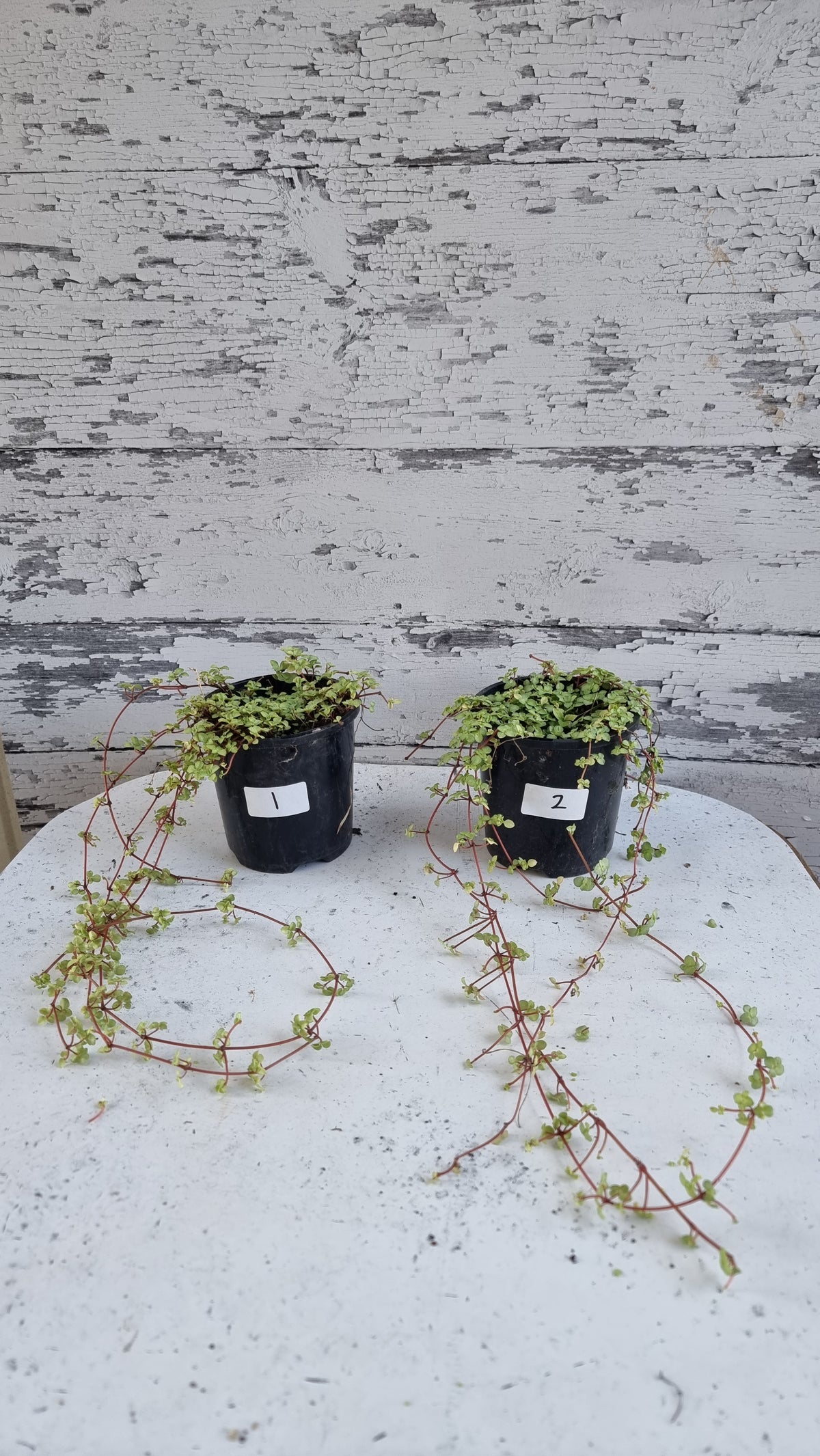 Pilea libanensis - Silver Sprinkles