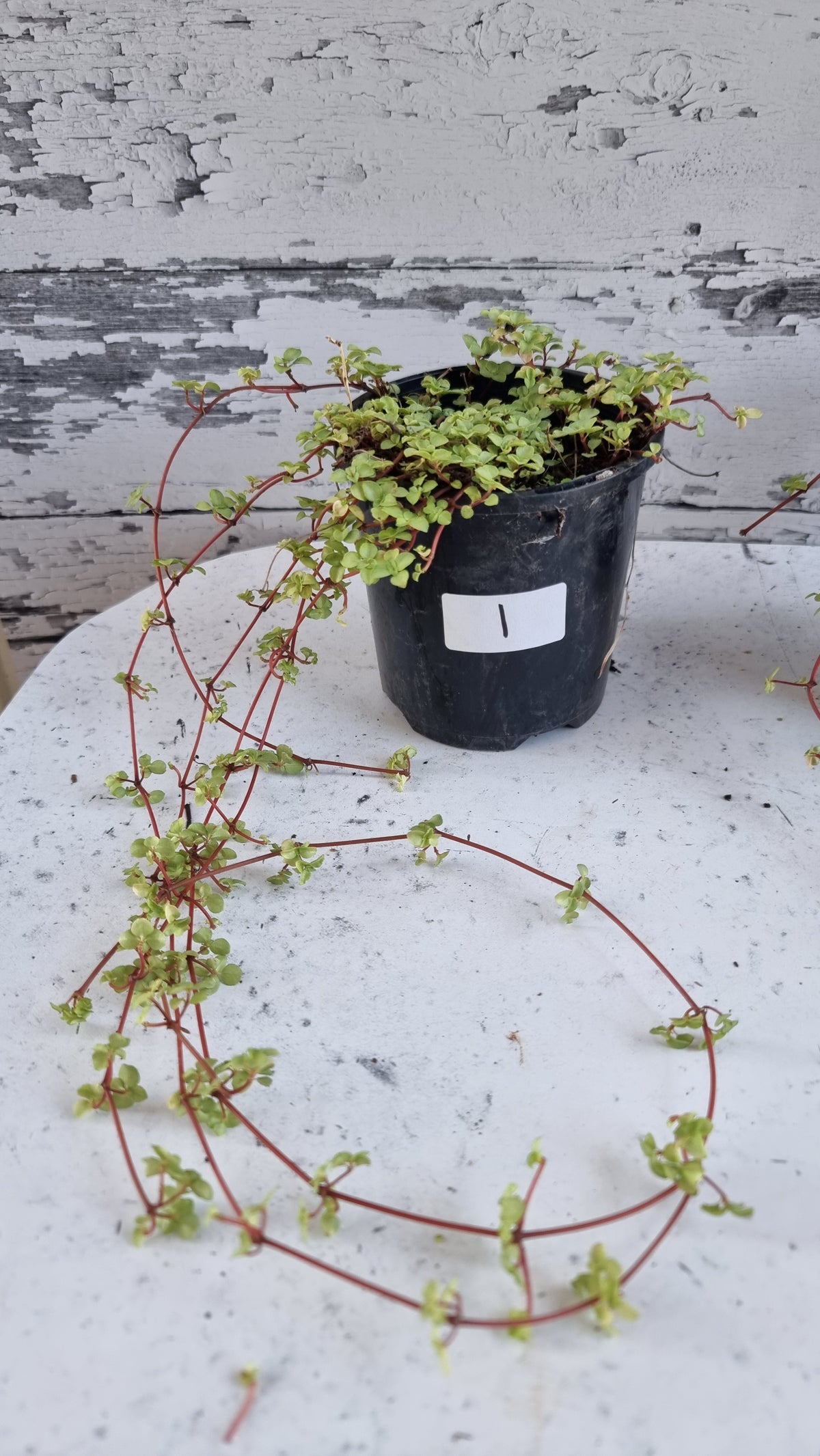 Pilea libanensis - Silver Sprinkles