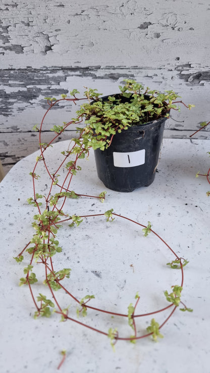 Pilea libanensis - Silver Sprinkles