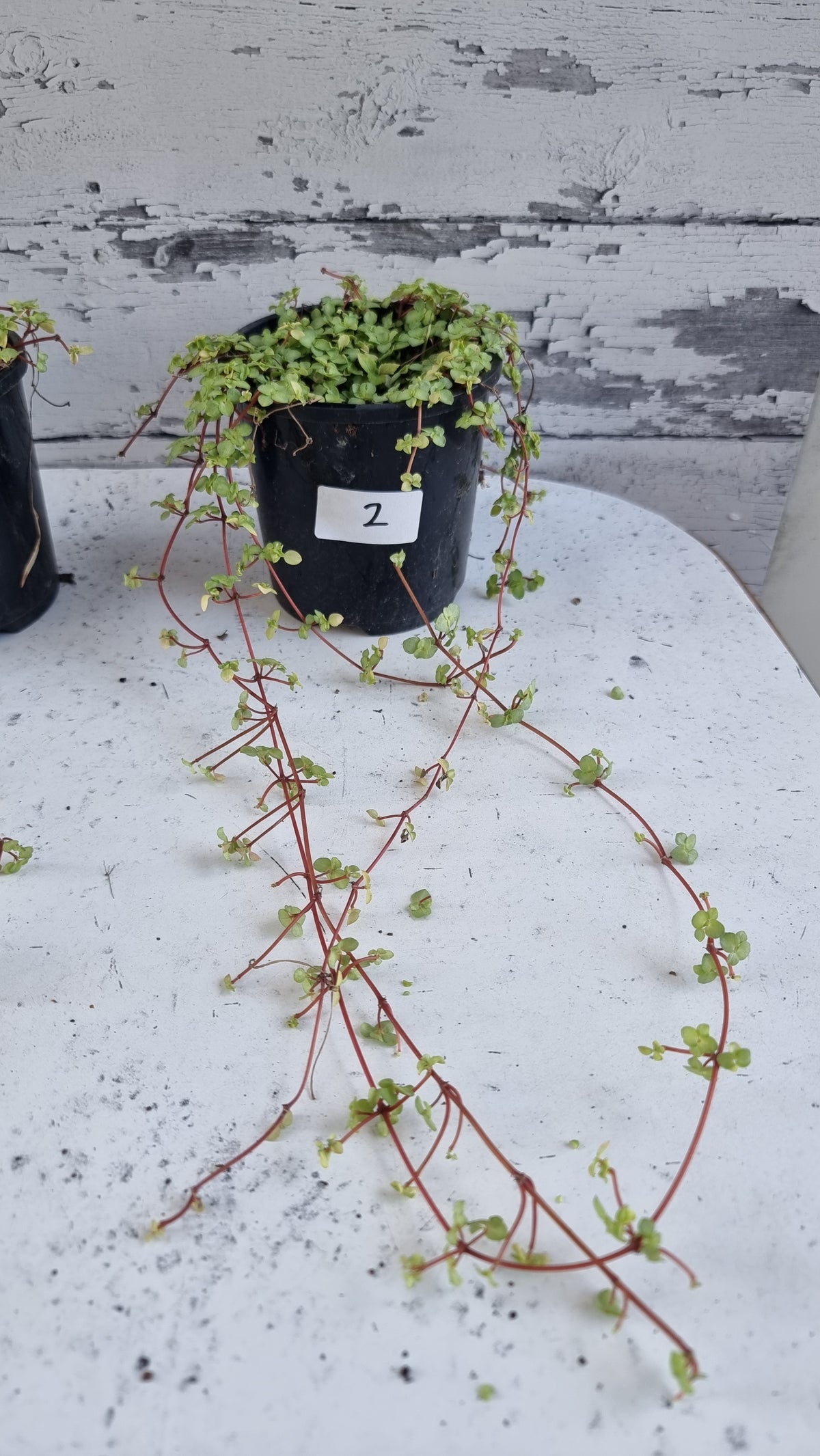 Pilea libanensis - Silver Sprinkles