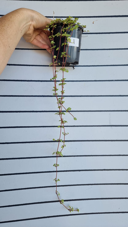 Pilea libanensis - Silver Sprinkles