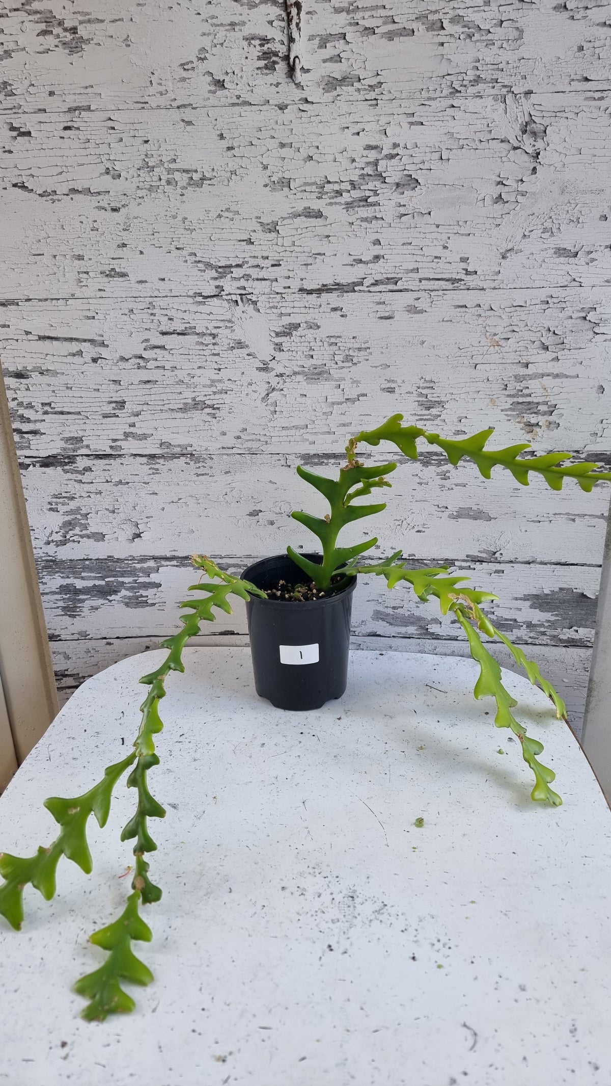 昙花 - Zig Zag Cactus 