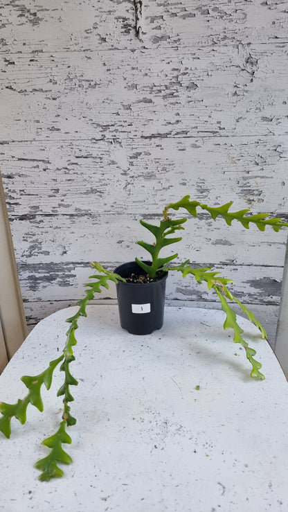 昙花 - Zig Zag Cactus 
