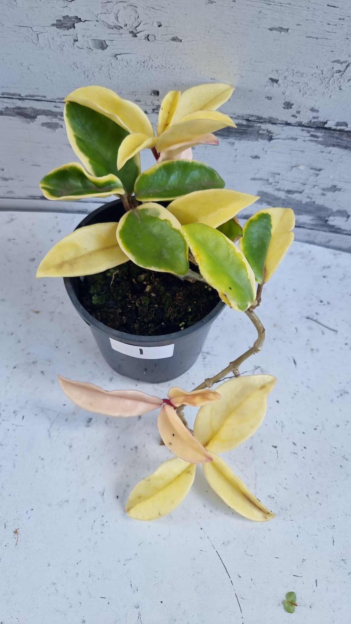 Hoya carnosa ‘Krimson Queen’ - Albo 杂色蜡藤植物