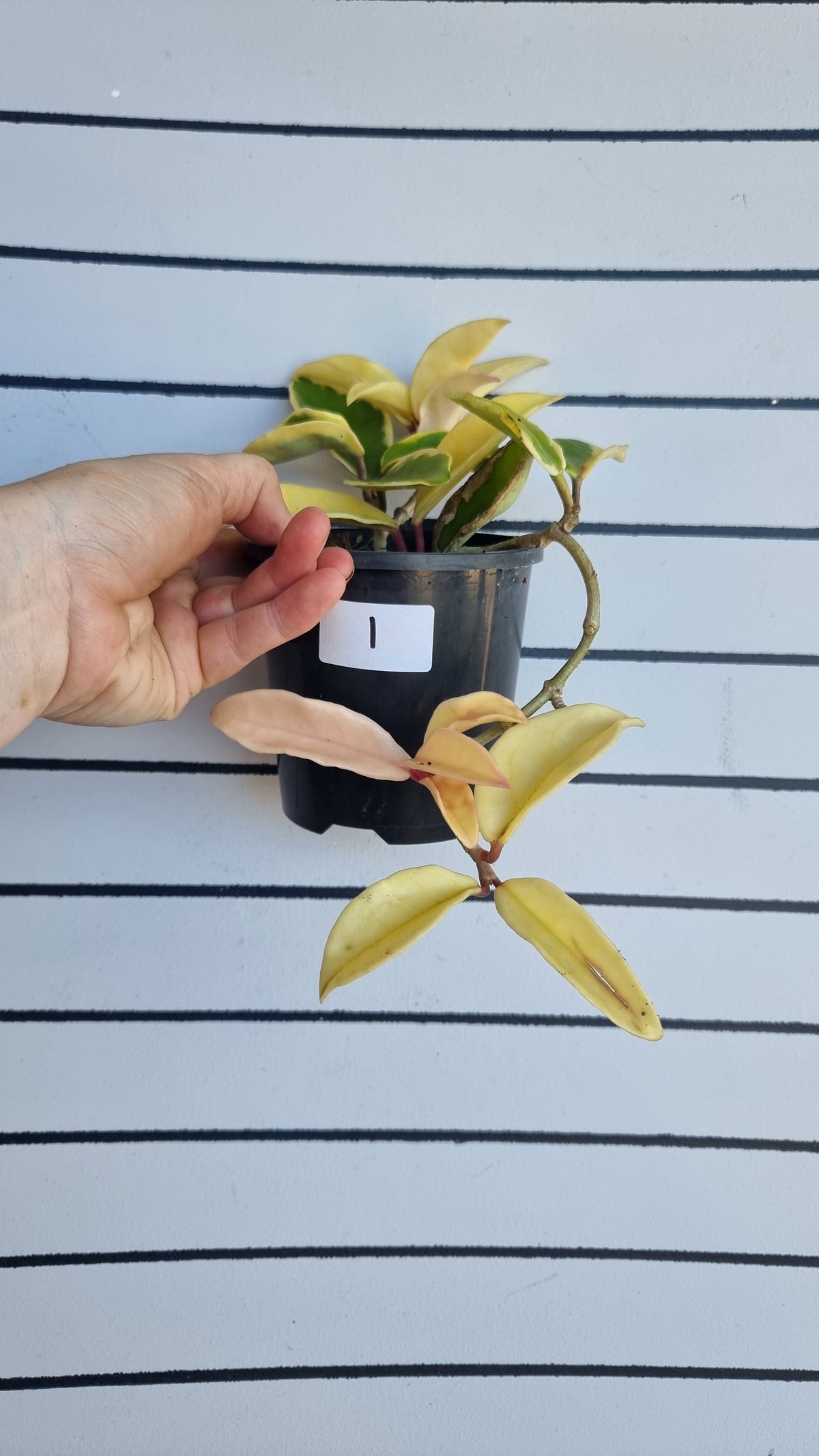 Hoya carnosa ‘Krimson Queen’ - Albo 杂色蜡藤植物