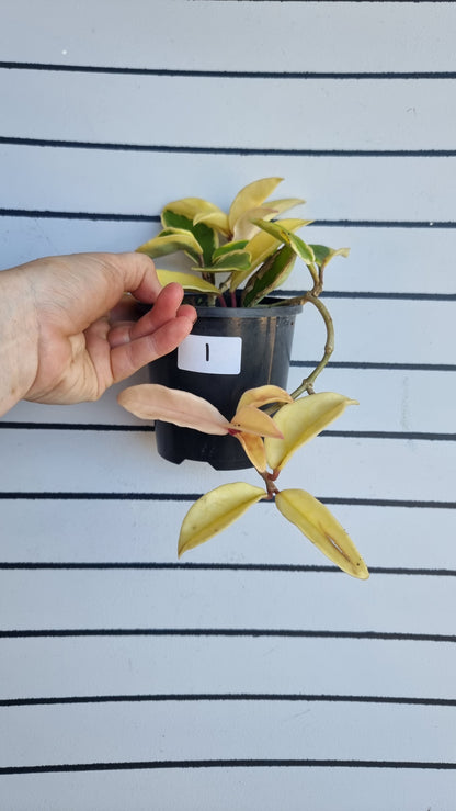 Hoya carnosa ‘Krimson Queen’ - Albo 杂色蜡藤植物