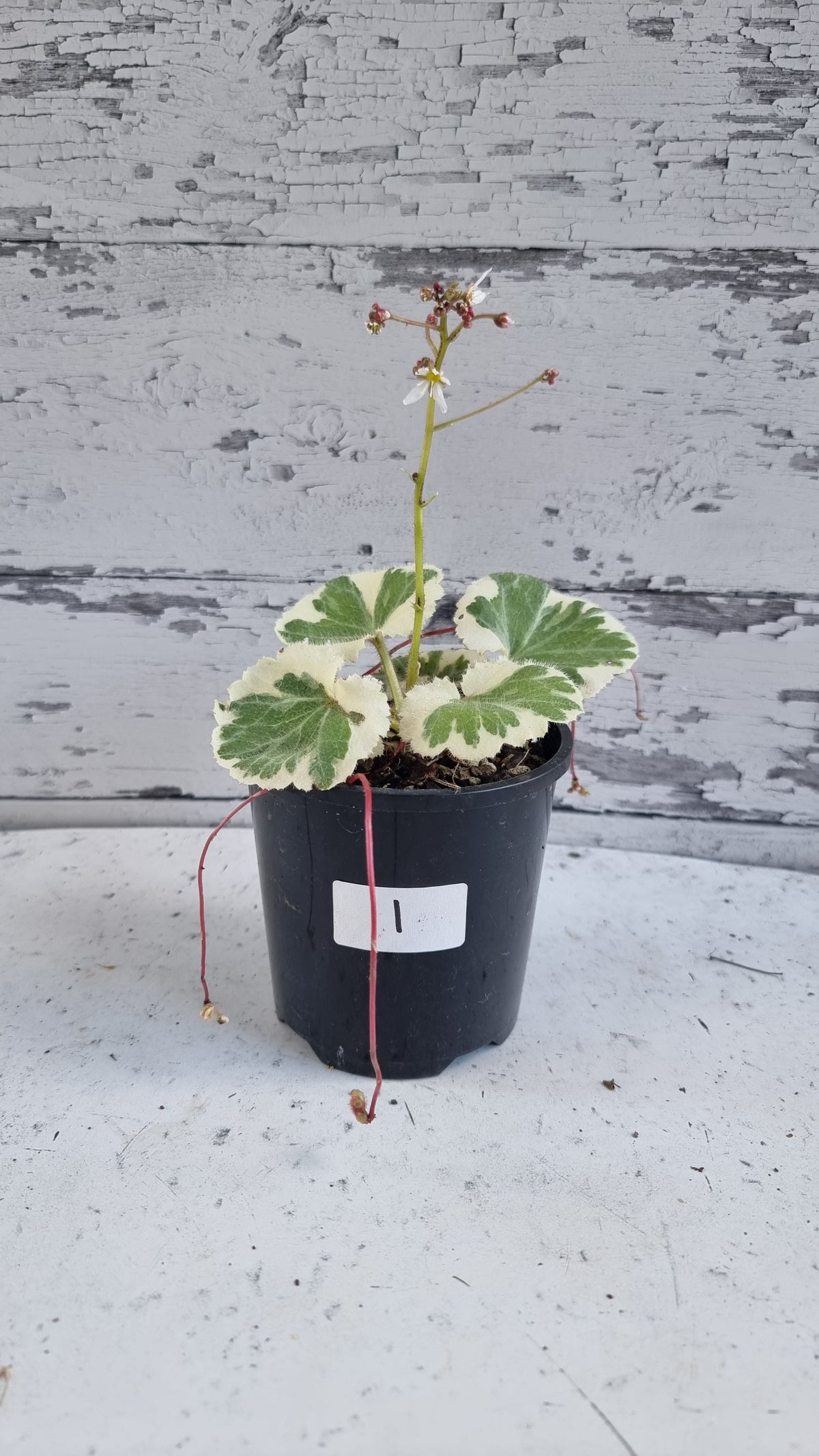 Saxifraga stolonifera variegata - 白色杂色草莓海棠