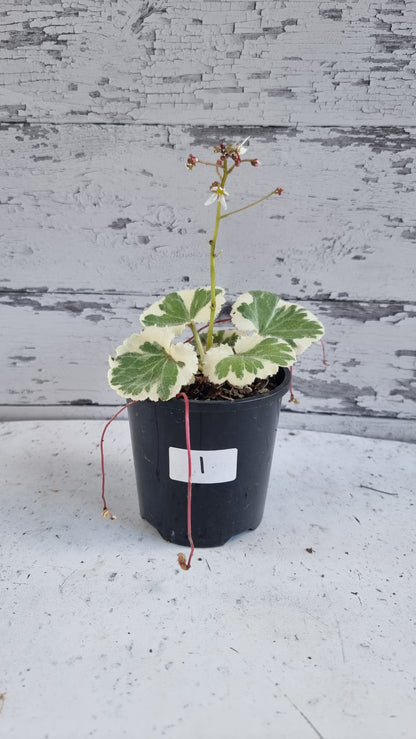 Saxifraga stolonifera variegata - 白色杂色草莓海棠