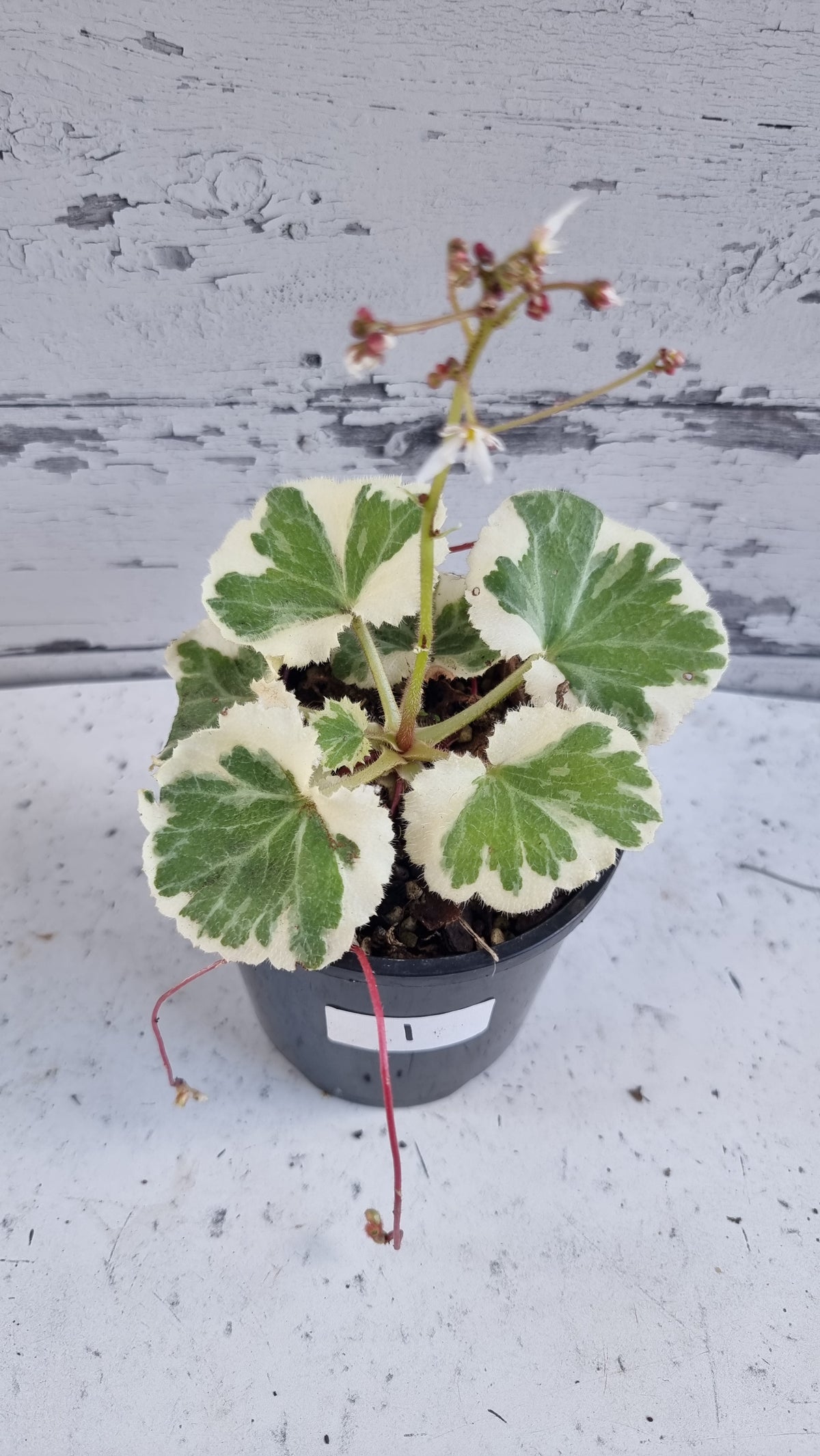 Saxifraga stolonifera variegata - 白色杂色草莓海棠