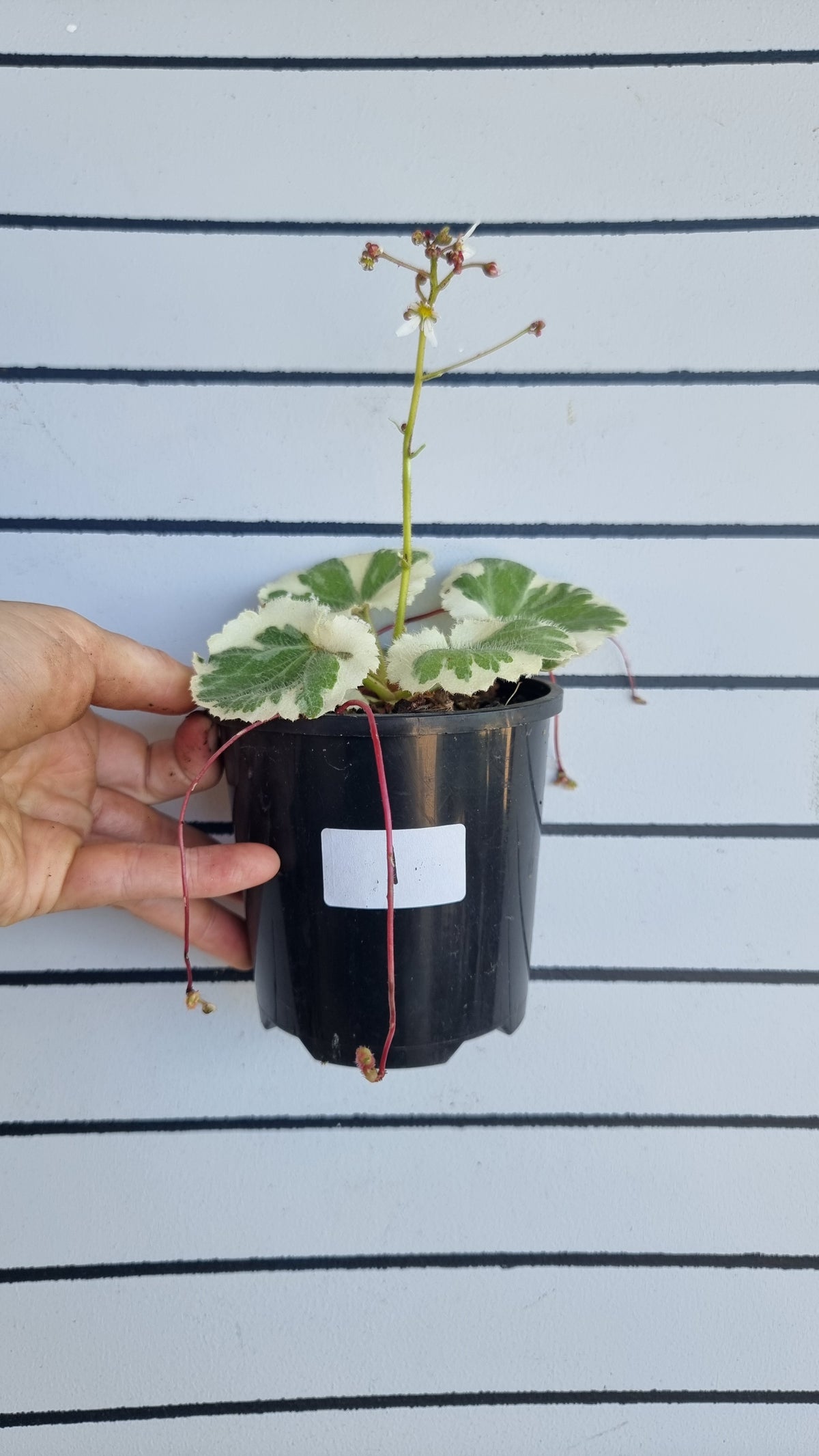 Saxifraga stolonifera variegata - 白色杂色草莓海棠