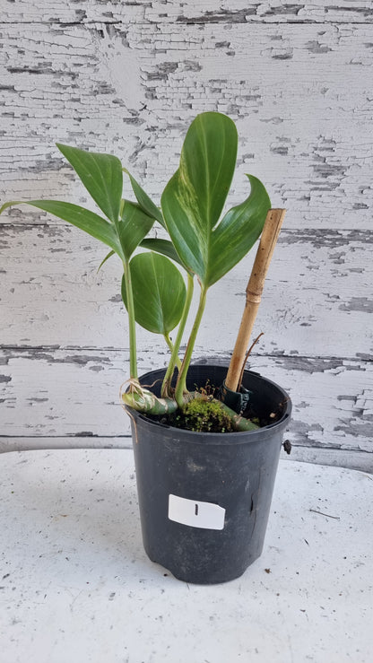 Rhaphidophora decursiva - 龙尾植物