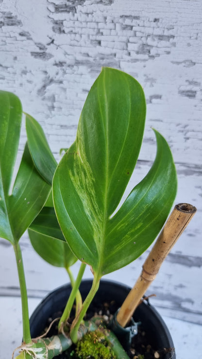 Rhaphidophora decursiva - 龙尾植物