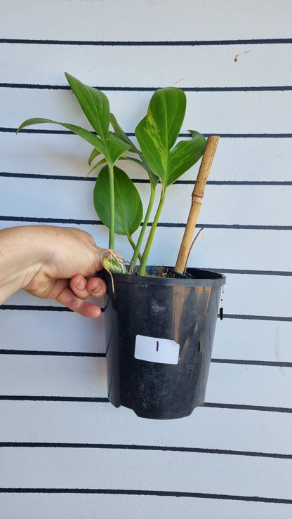 Rhaphidophora decursiva - 龙尾植物