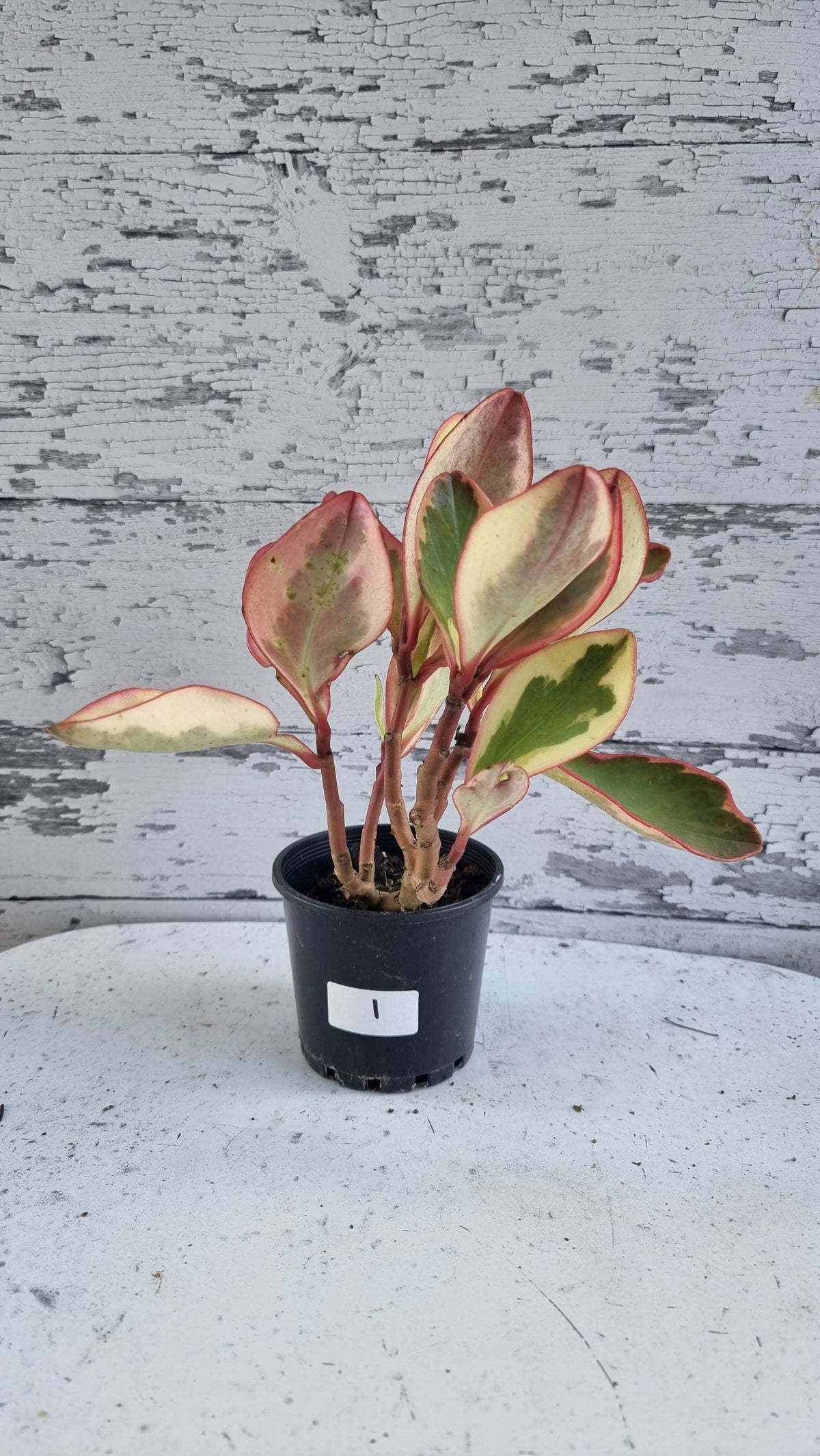 Peperomia clusiifolia tricolor - 杂色