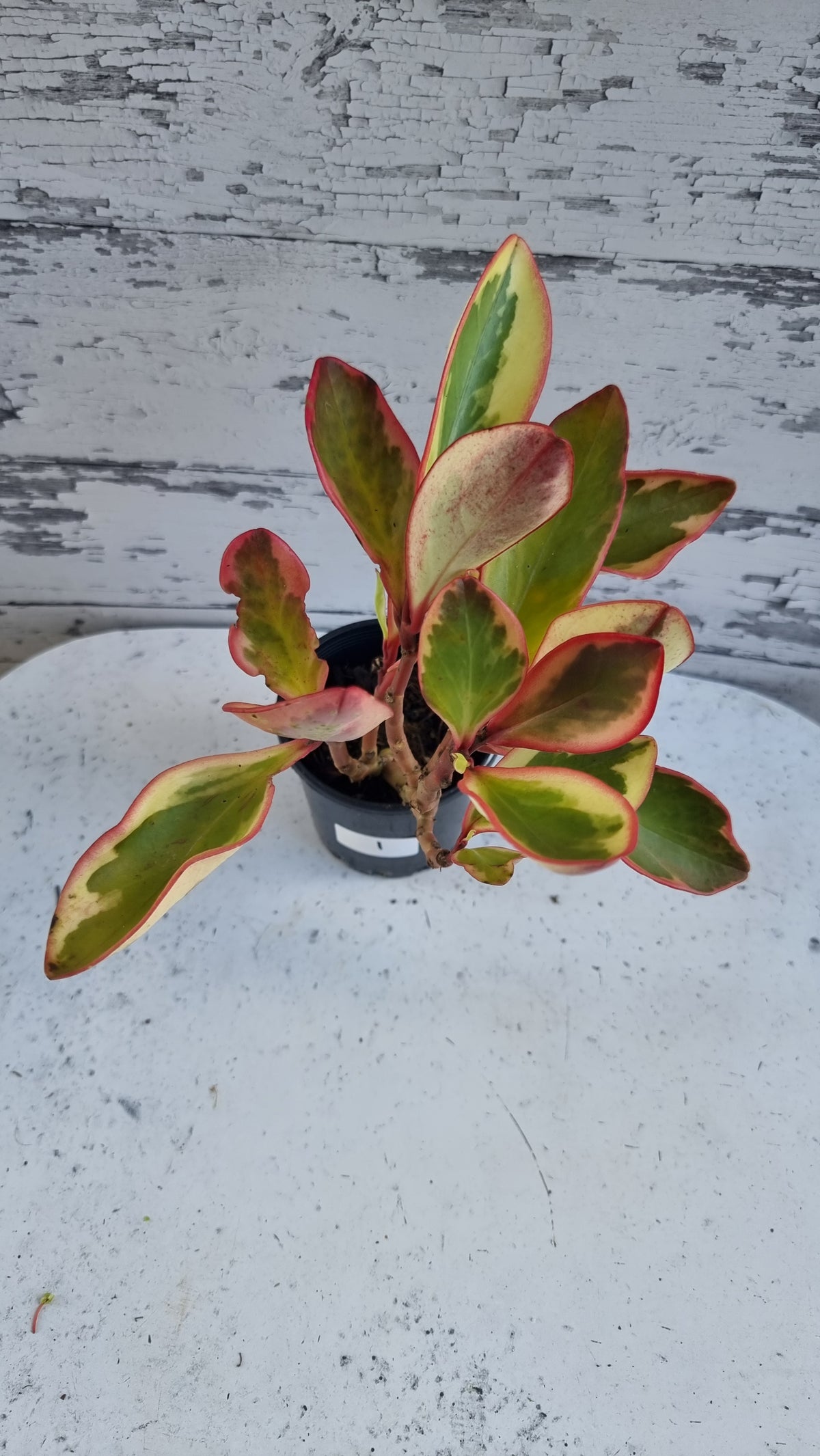 Peperomia clusiifolia tricolor - 杂色