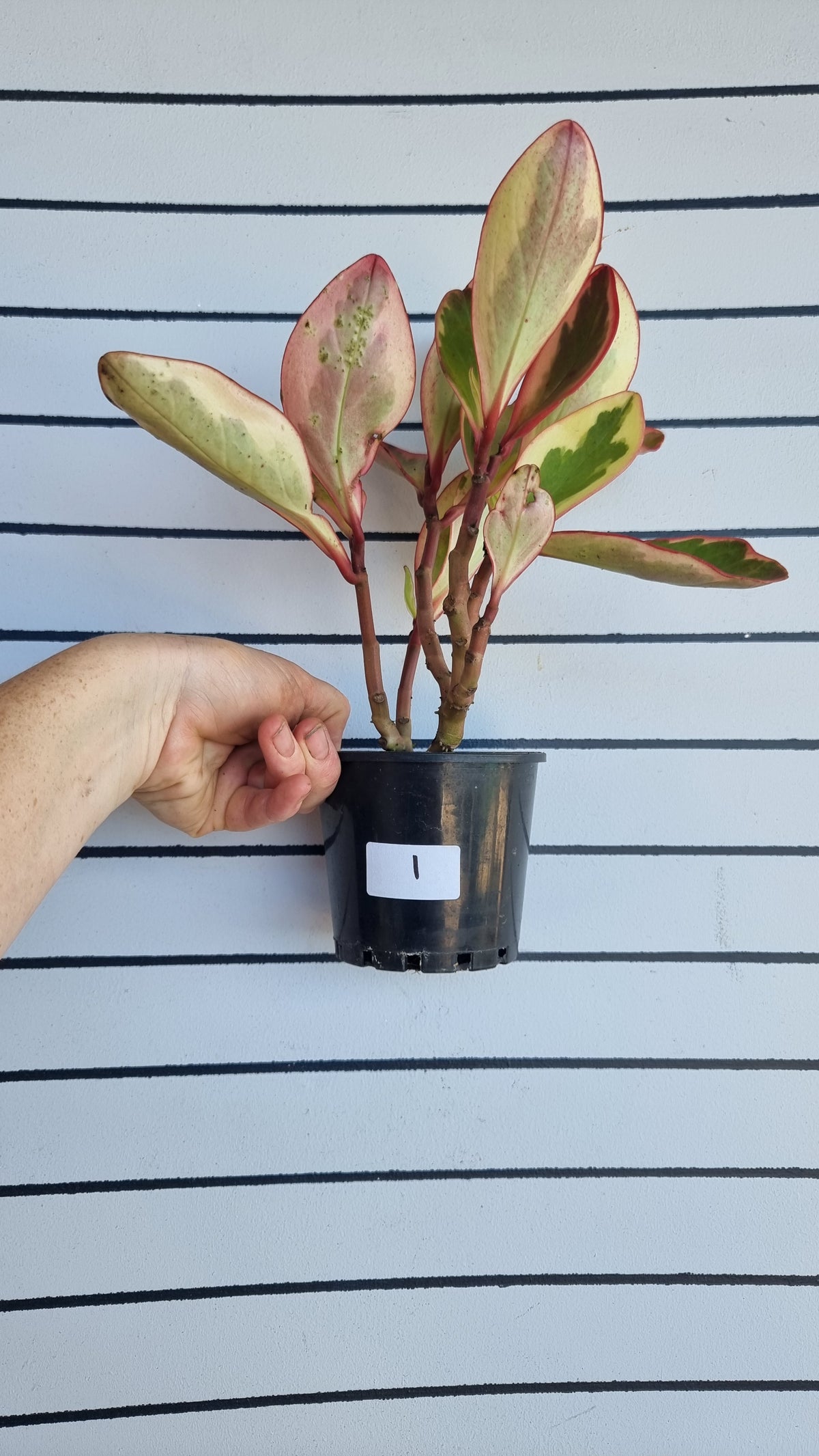 Peperomia clusiifolia tricolor - 杂色