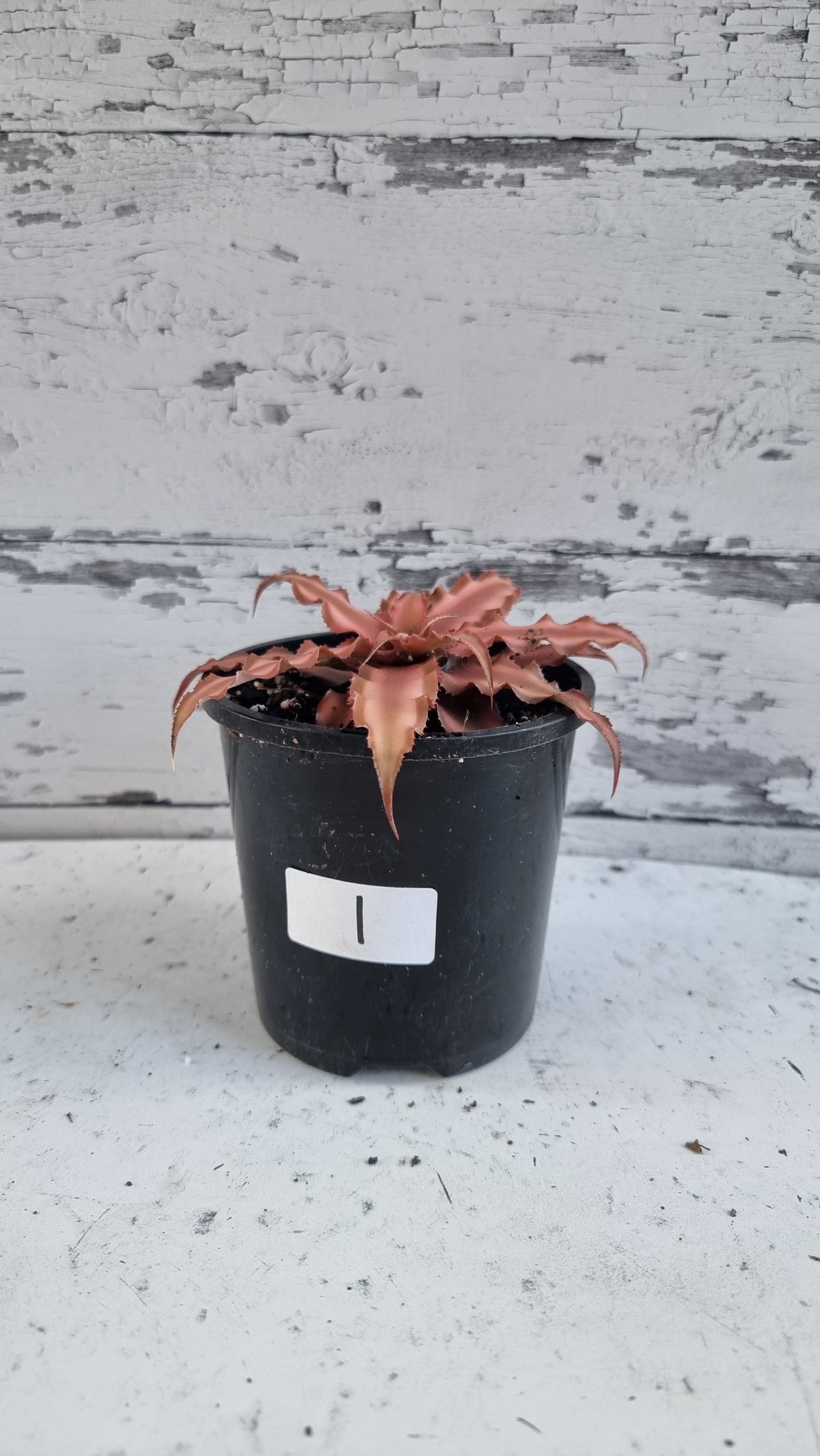Cryptanthus bivittatus - Earth Star