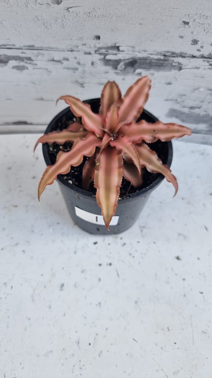 Cryptanthus bivittatus - Earth Star