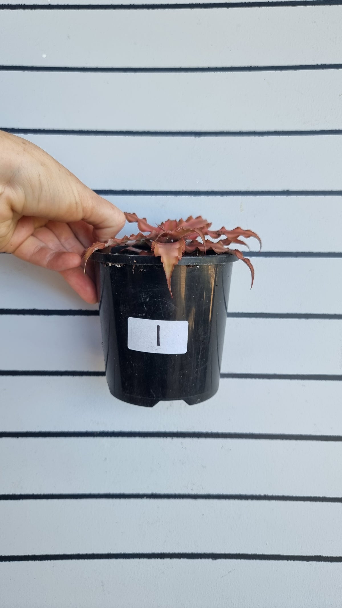 Cryptanthus bivittatus - Earth Star