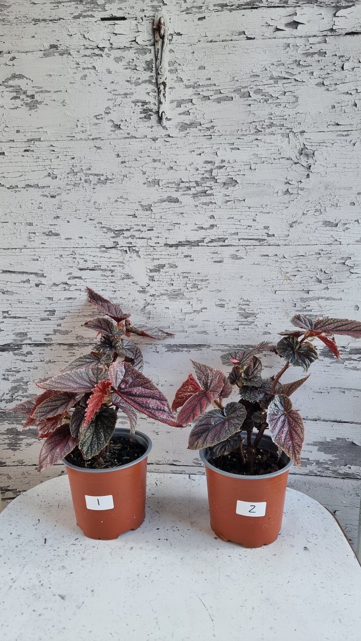 Begonia 'Maurice Amey' - Angel Wing Cane Begonia