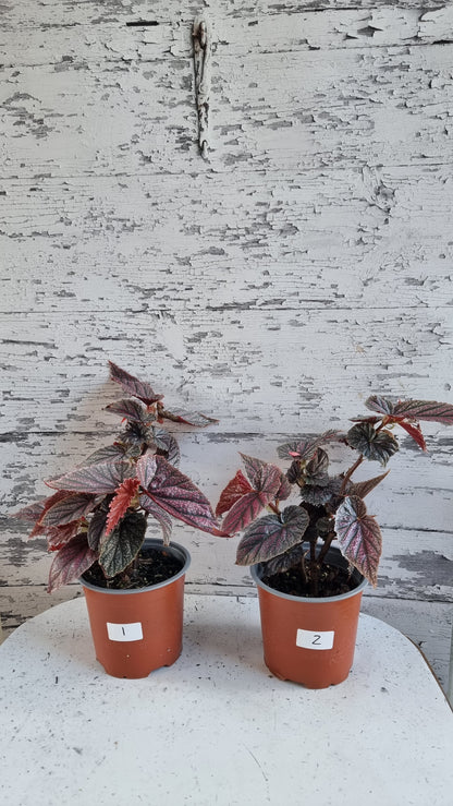 Begonia 'Maurice Amey' - Angel Wing Cane Begonia