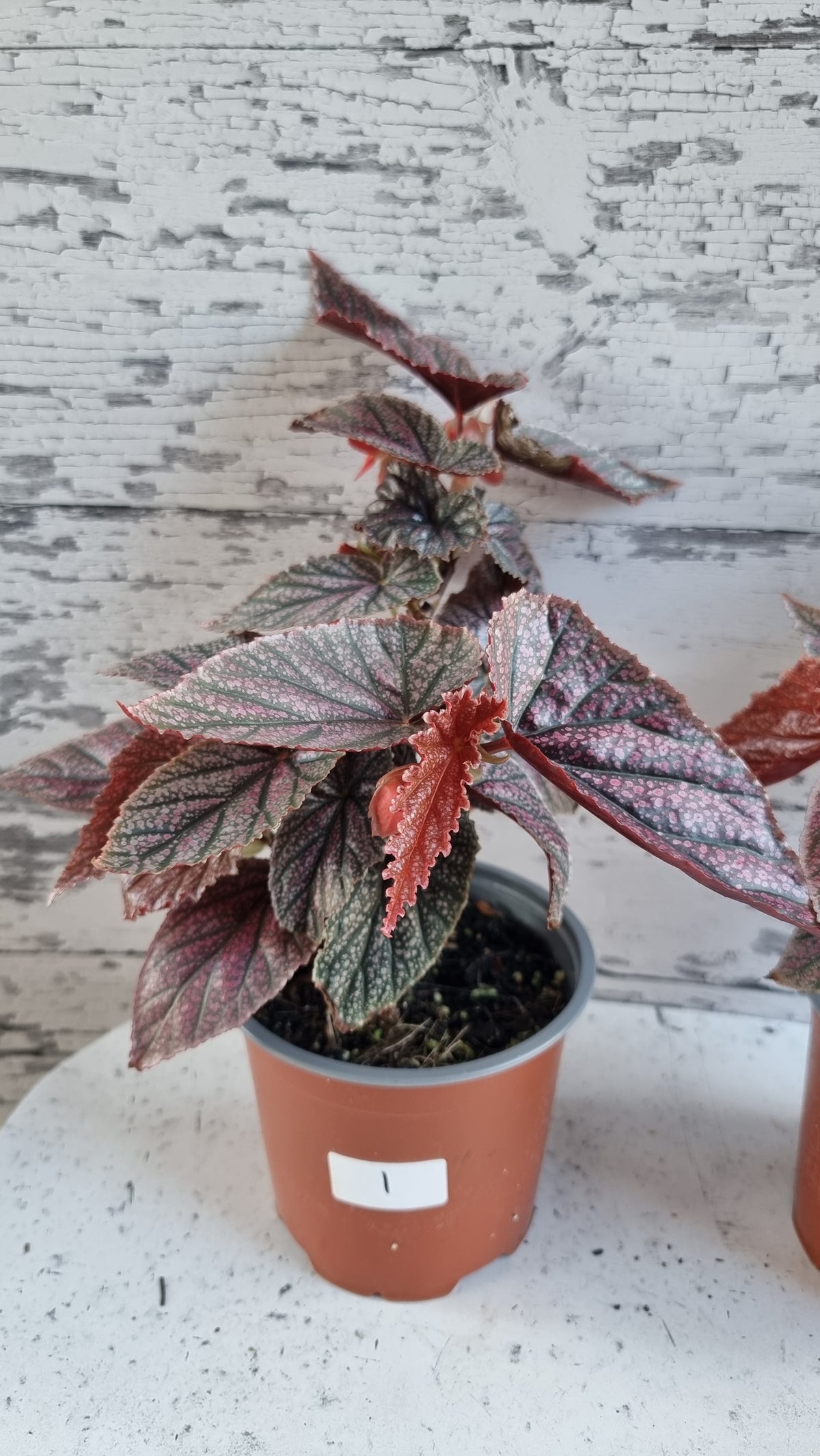 Begonia 'Maurice Amey' - Angel Wing Cane Begonia