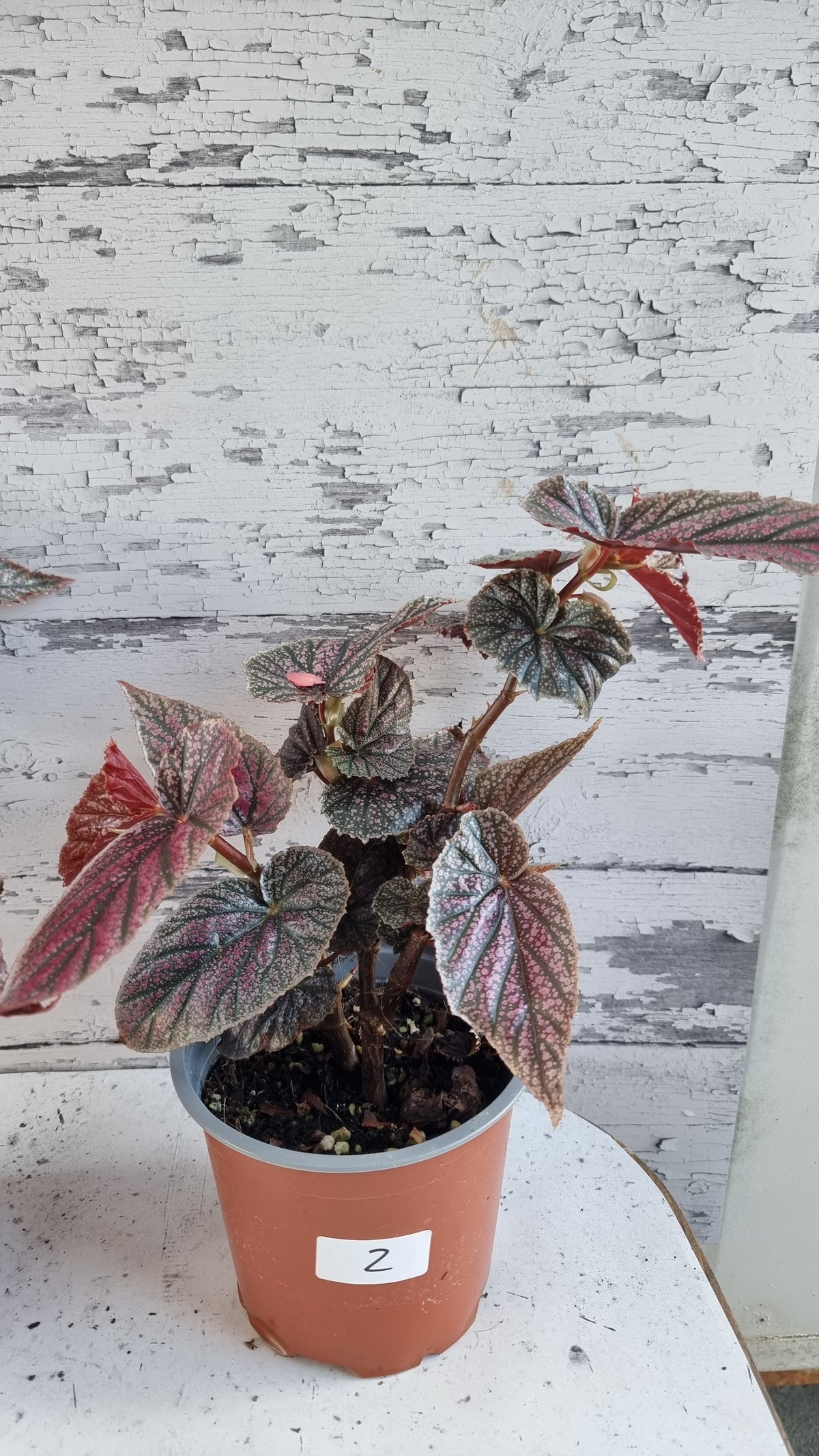 Begonia 'Maurice Amey' - Angel Wing Cane Begonia