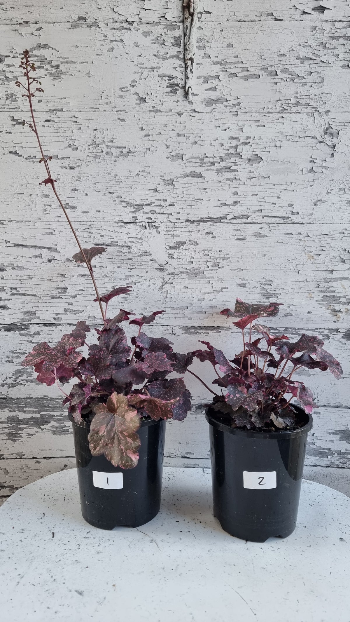 Heuchera '午夜玫瑰' - 珊瑚鐘