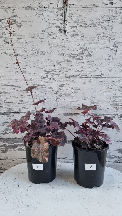 Heuchera '午夜玫瑰' - 珊瑚鐘