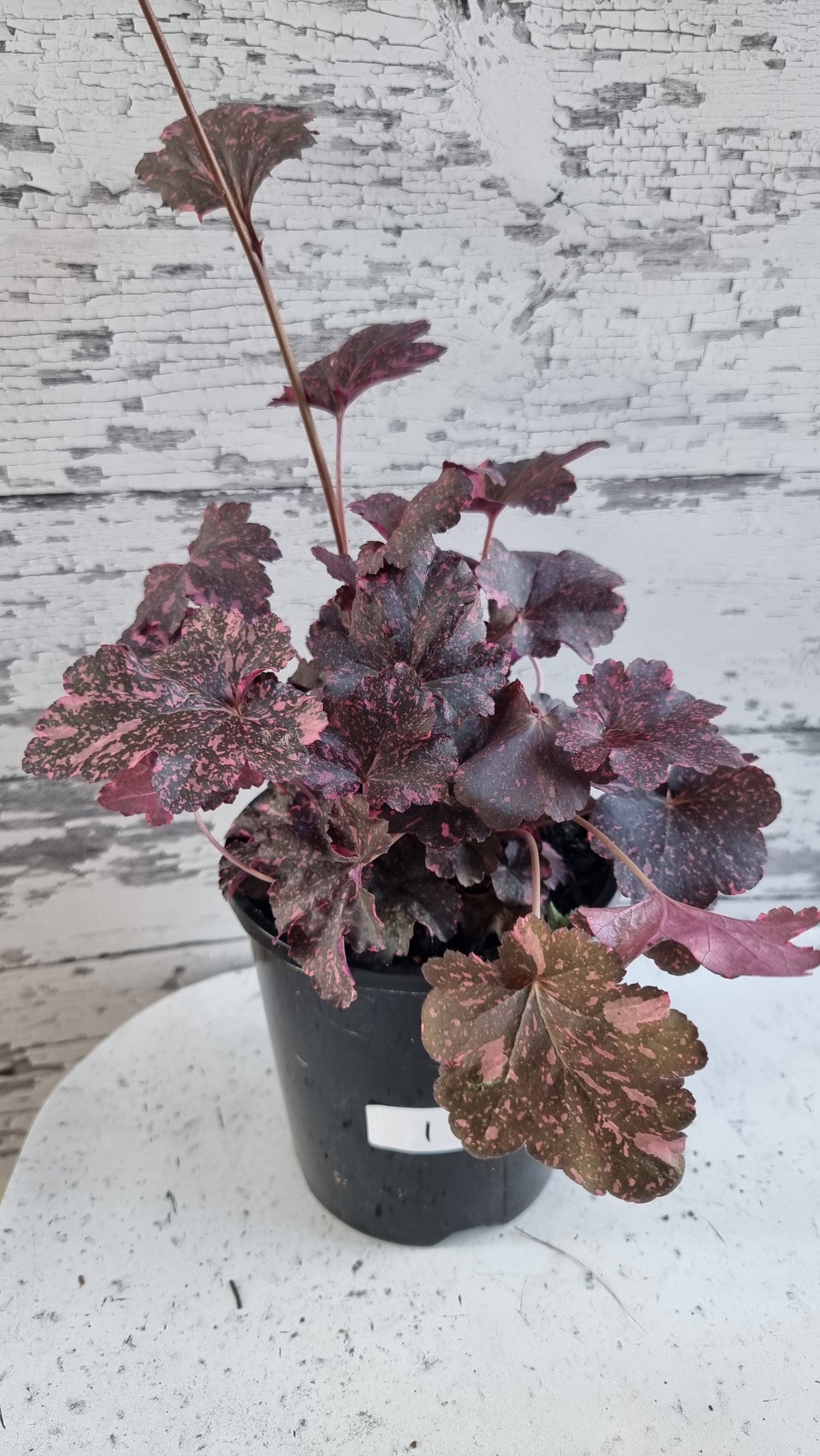 Heuchera '午夜玫瑰' - 珊瑚鐘