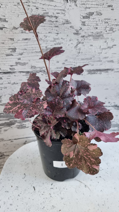 Heuchera '午夜玫瑰' - 珊瑚鐘