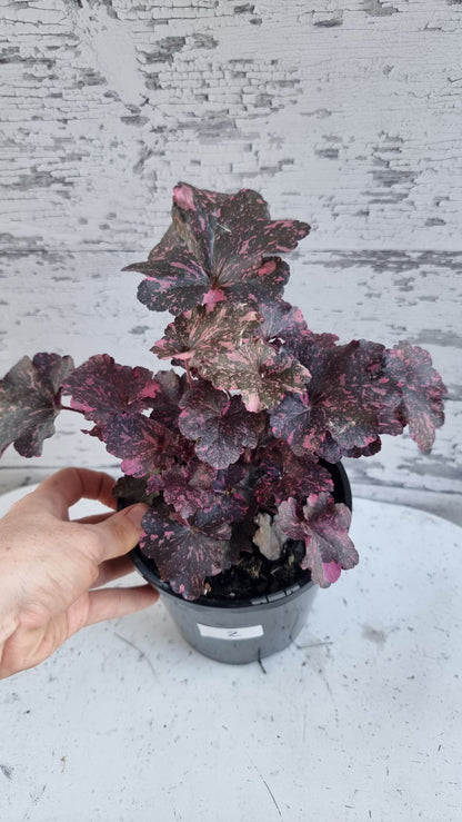 Heuchera '午夜玫瑰' - 珊瑚鐘
