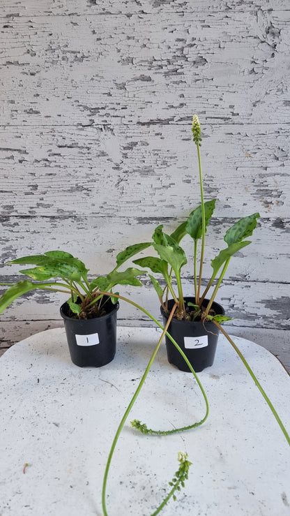 Ledebouria petiolata (prev. Drimiopsis maculata) - 豹百合