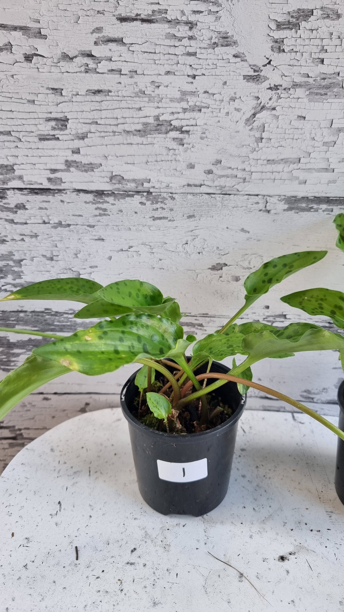 Ledebouria petiolata (prev. Drimiopsis maculata) - 豹百合