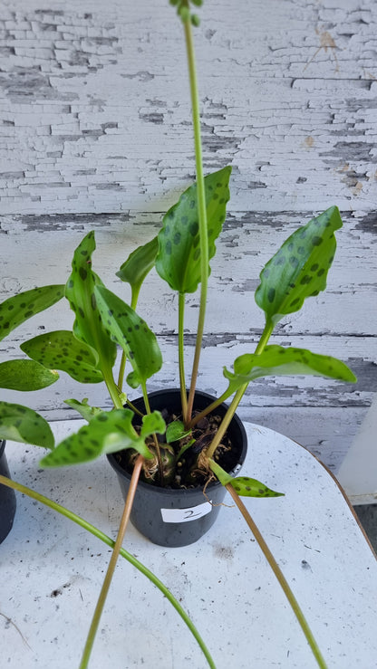 Ledebouria petiolata (prev. Drimiopsis maculata) - 豹百合