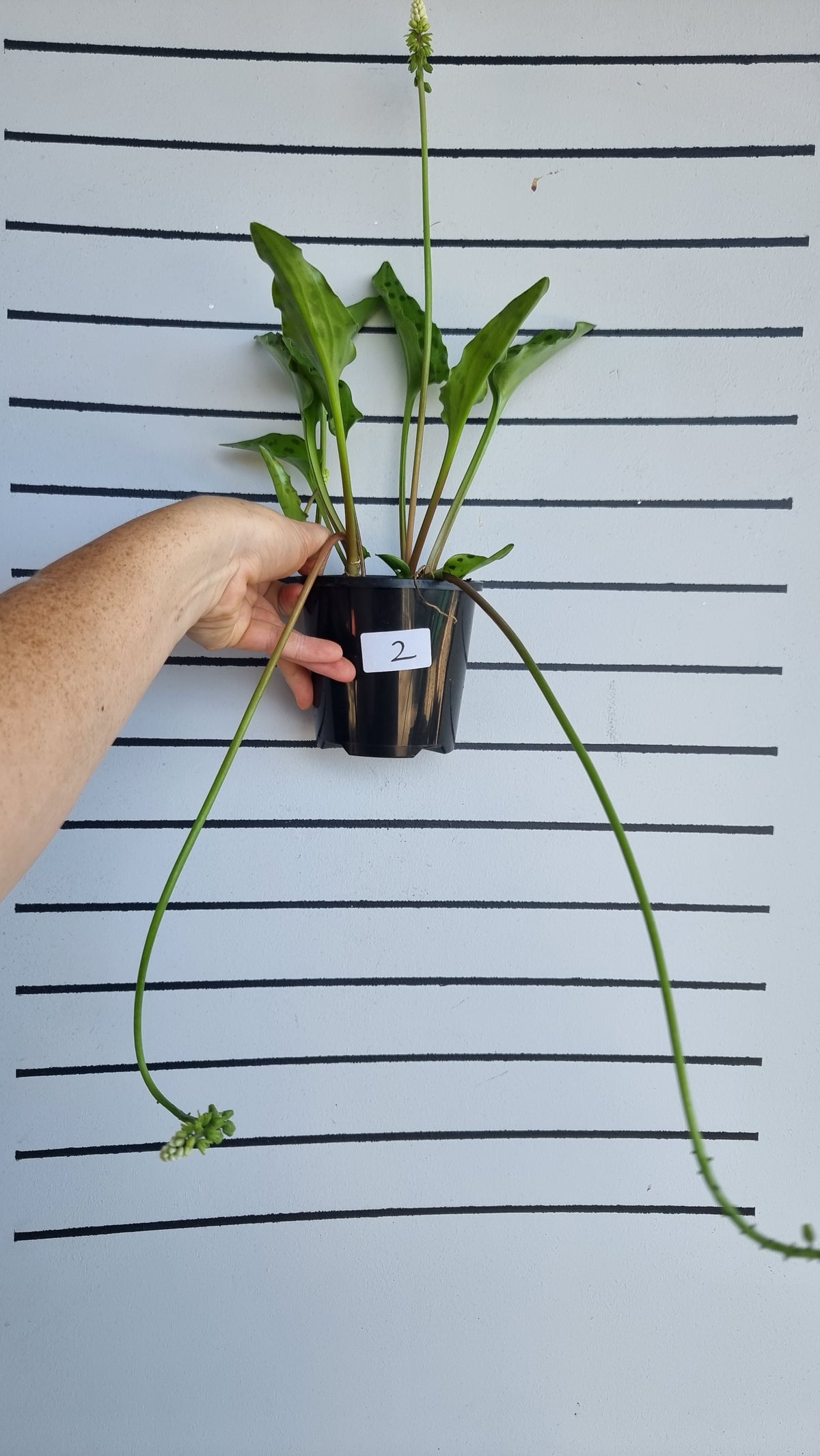 Ledebouria petiolata (prev. Drimiopsis maculata) - 豹百合