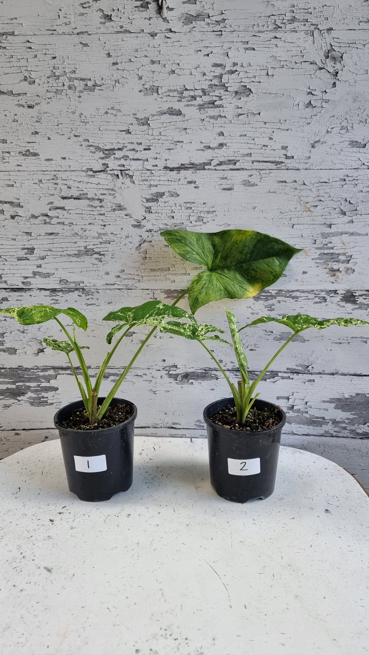 Syngium podophyllum 'Mojito' - 箭头植物