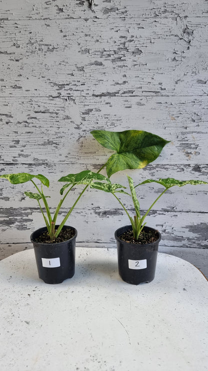 Syngium podophyllum 'Mojito' - 箭头植物