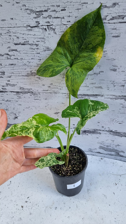 Syngium podophyllum 'Mojito' - 箭头植物