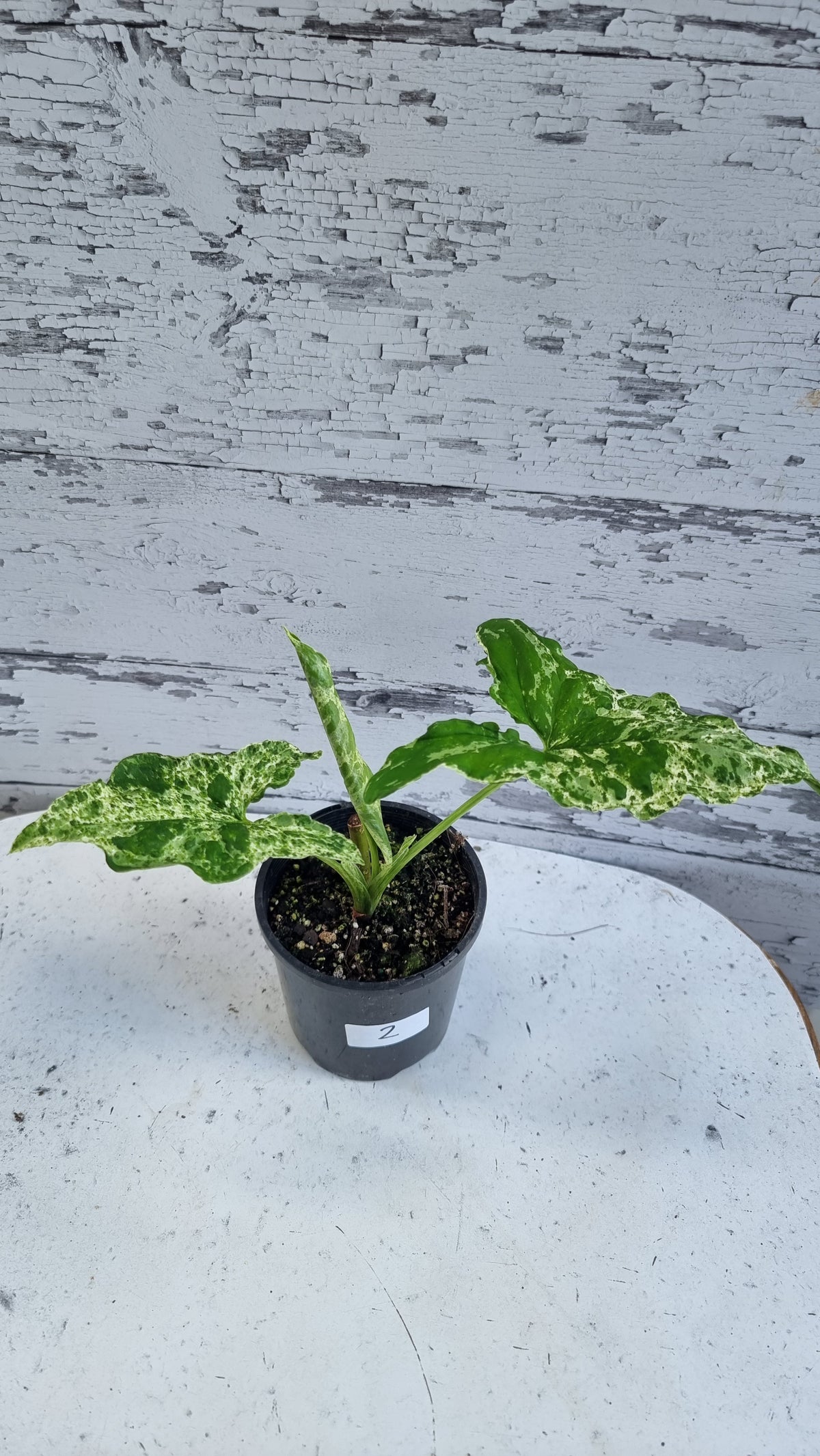 Syngium podophyllum 'Mojito' - 箭头植物