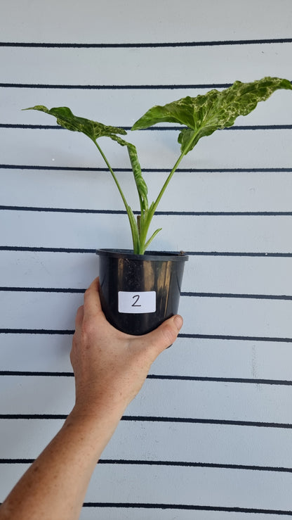 Syngium podophyllum 'Mojito' - 箭头植物