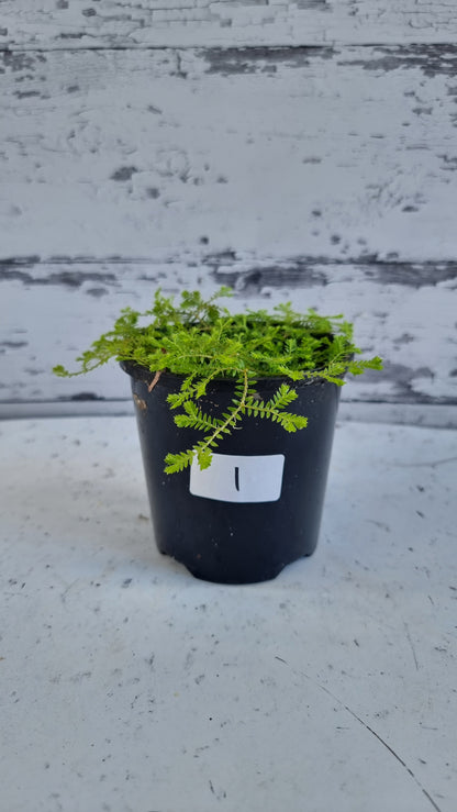 克劳斯卷柏 (Selaginella kraussiana) - 克劳斯的穗苔藓