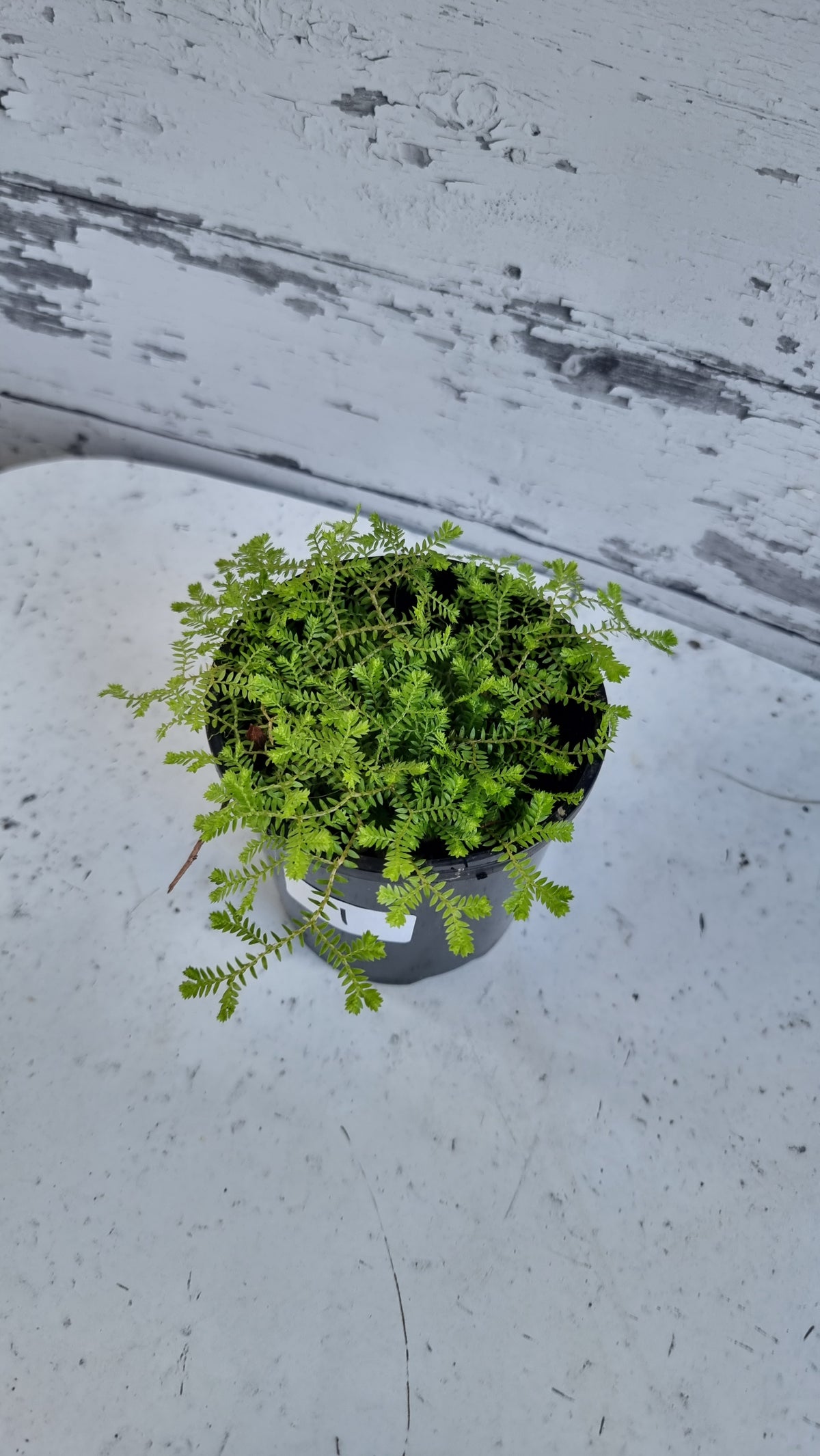 克劳斯卷柏 (Selaginella kraussiana) - 克劳斯的穗苔藓
