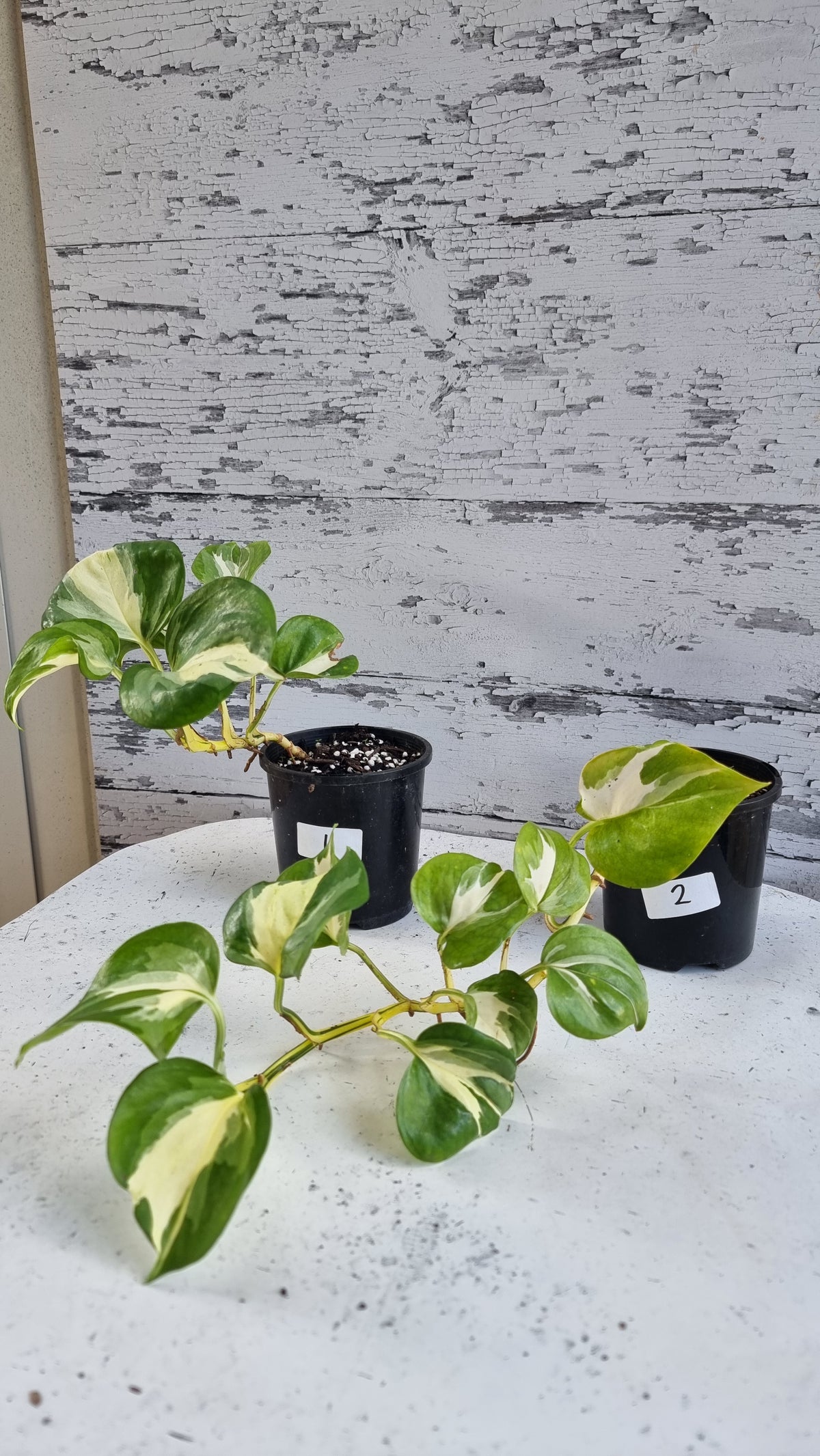 Epipremnum aureum 'Manjula'
