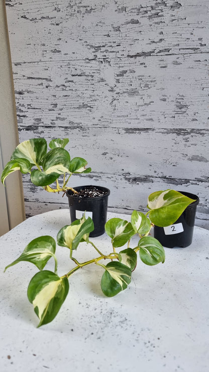 Epipremnum aureum 'Manjula'