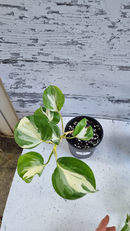 Epipremnum aureum 'Manjula'