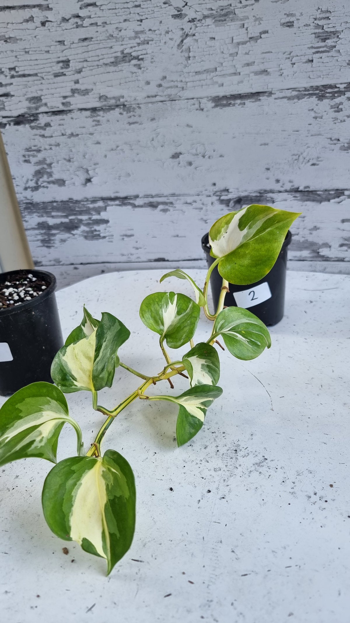Epipremnum aureum 'Manjula'
