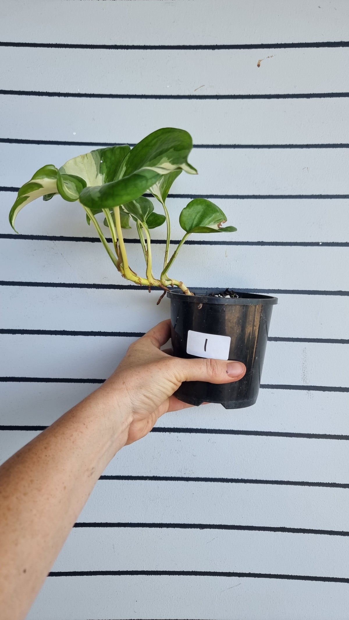 Epipremnum aureum 'Manjula'